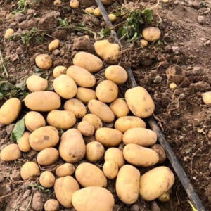 باغ بازار مشارکتی سیب زمینی جیرفت