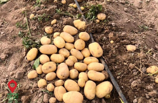 باغ بازار مشارکتی سیب زمینی جیرفت باغ بازار مشارکتی سیب زمینی جیرفت