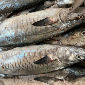 باغ بازار مشارکتی ماهی شیر