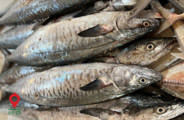 باغ بازار مشارکتی ماهی شیر باغ بازار مشارکتی ماهی شیر