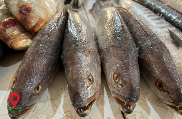 باغ بازار مشارکتی ماهی شوریده باغ بازار مشارکتی ماهی شوریده