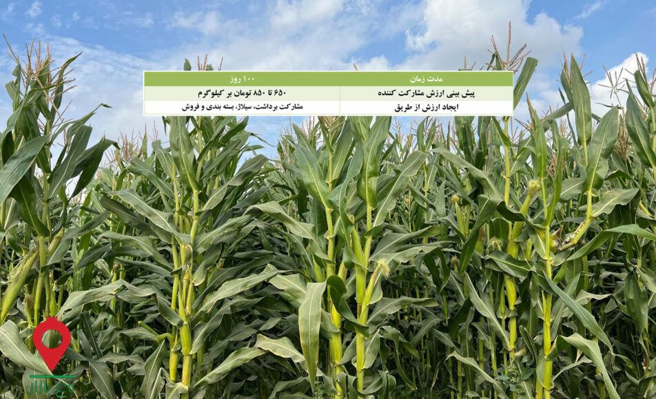 سیلاژ ذرت دامی- مشارکتی