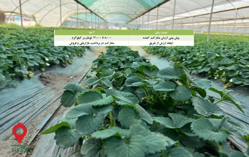 باغ بازار مشارکتی توت فرنگی جیرفت