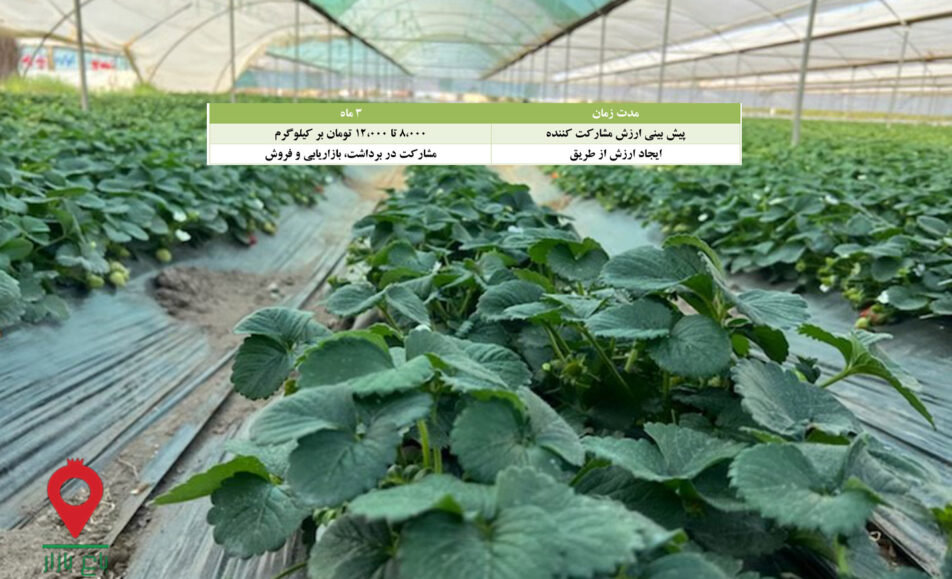 باغ بازار مشارکتی توت فرنگی جیرفت