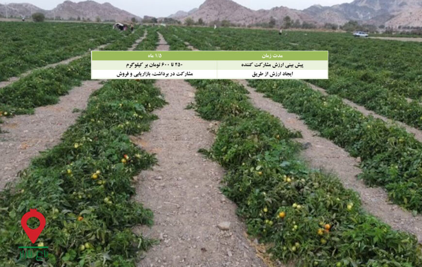 باغ بازار مشارکتی گوجه فرنگی بوته ای