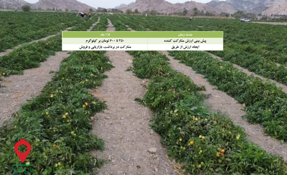 باغ بازار مشارکتی گوجه فرنگی بوته ای
