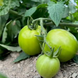 باغ بازار مشارکتی گوجه فرنگی بوته ای