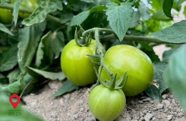 باغ بازار مشارکتی گوجه فرنگی بوته ای باغ بازار مشارکتی گوجه فرنگی بوته ای