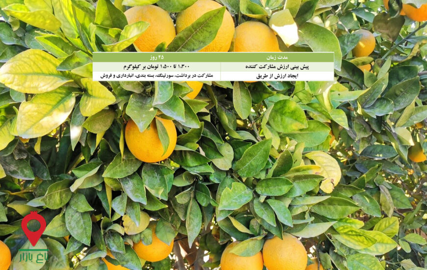 پرتقال والنسیا کوهستان جیرفت- مشارکتی