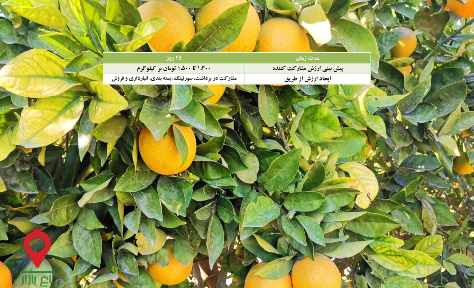 پرتقال والنسیا کوهستان جیرفت- مشارکتی