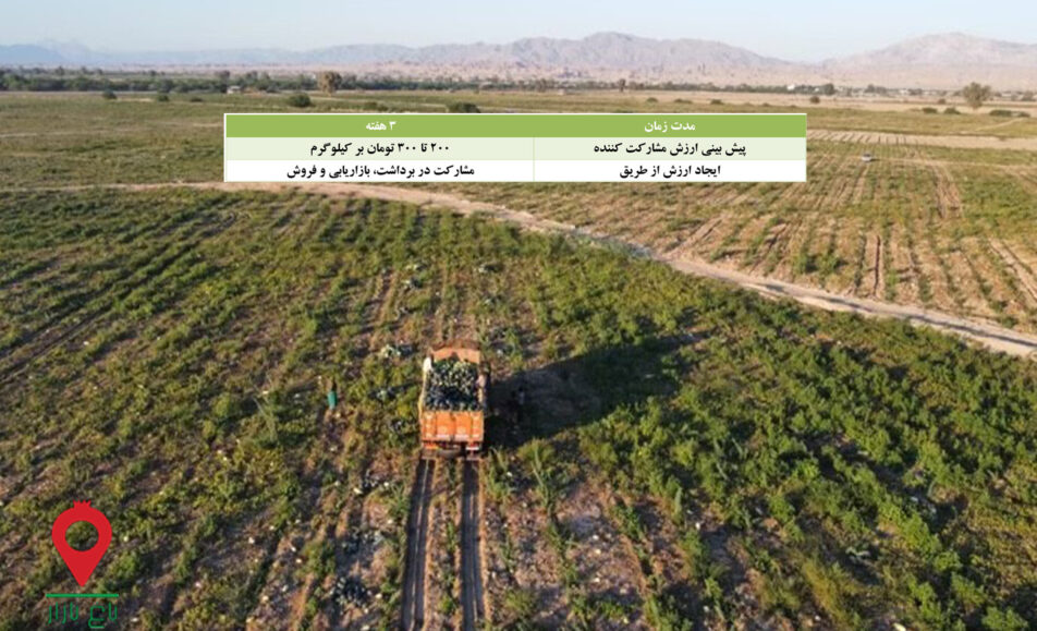 باغ بازار مشارکتی هندوانه هرمزگان