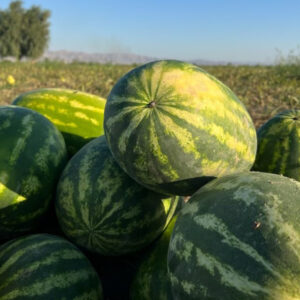 باغ بازار مشارکتی هندوانه هرمزگان