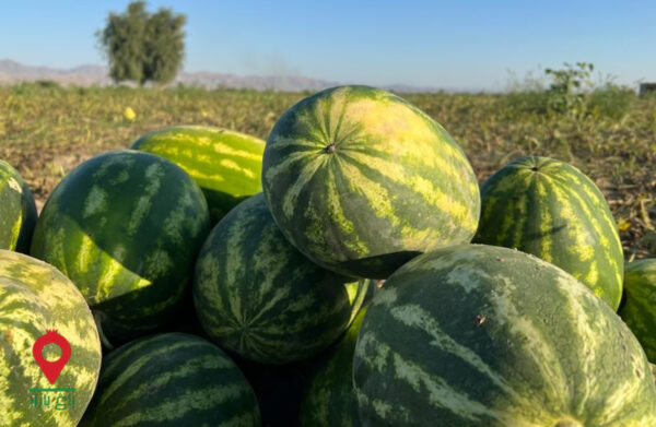 باغ بازار مشارکتی هندوانه هرمزگان باغ بازار مشارکتی هندوانه هرمزگان