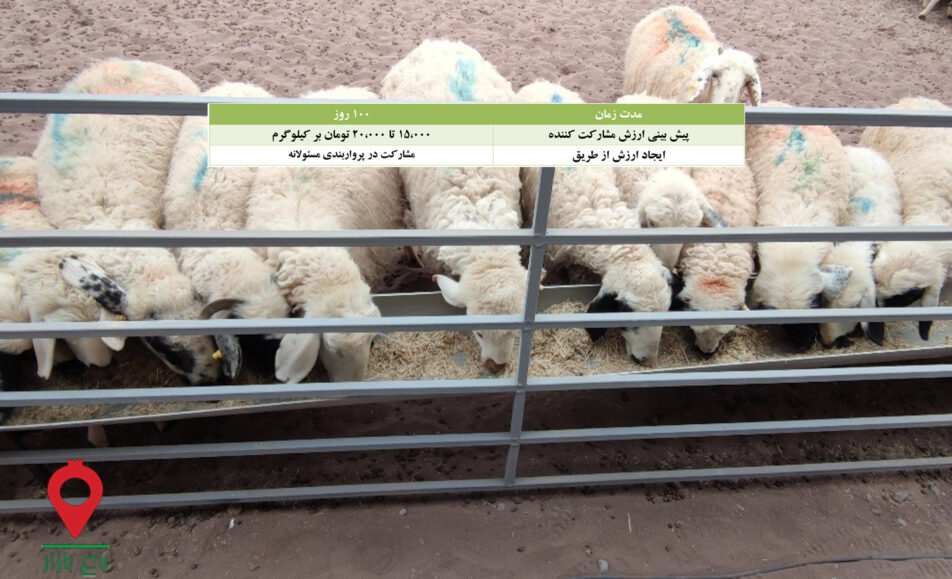 پروار-بندی-بره-بلوچی