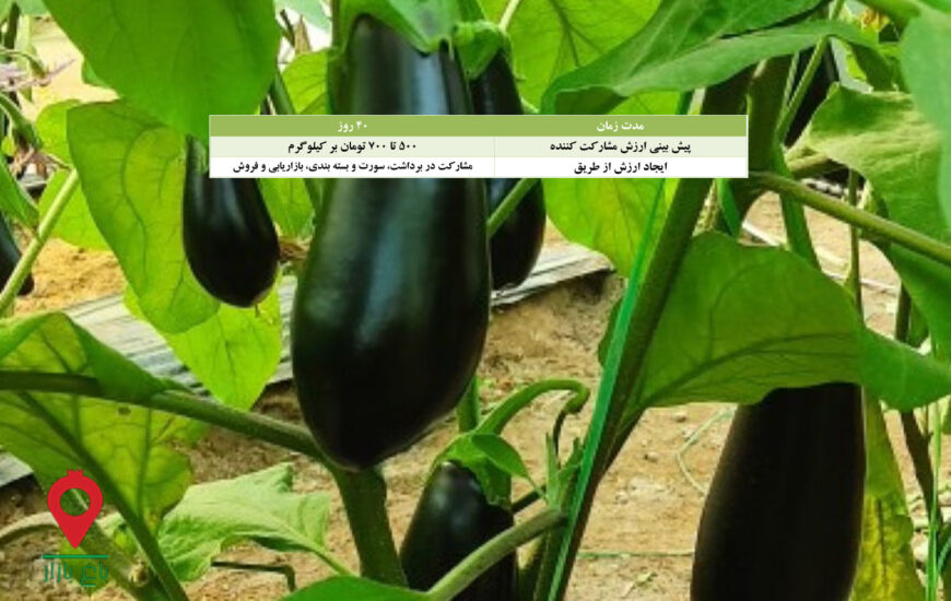 بادمجان گلخانه صادراتی جیرفت- مشارکتی