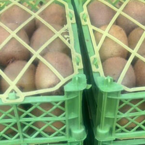 کیوی صادراتی گیلان- مشارکتی