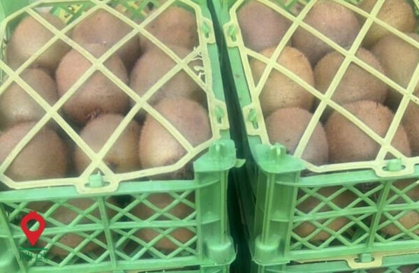 کیوی صادراتی گیلان- مشارکتی کیوی صادراتی گیلان- مشارکتی