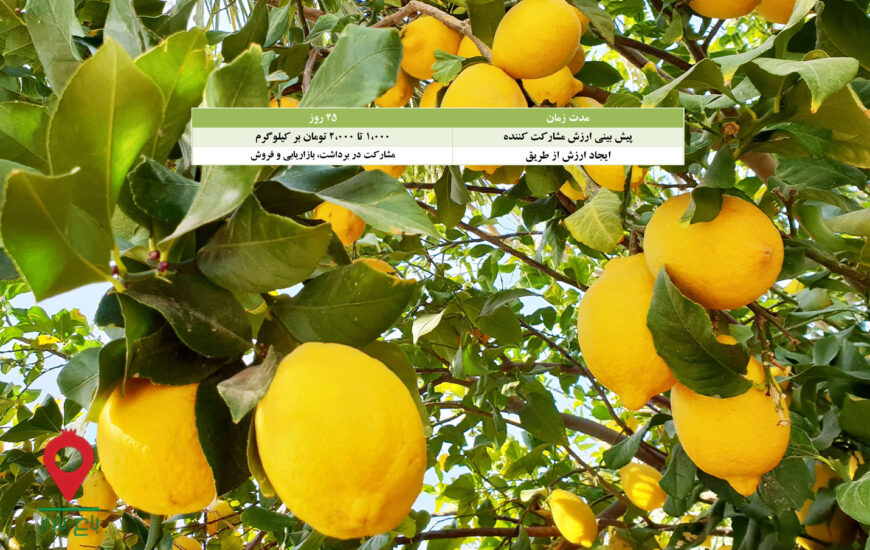 لیموسنگی جنوب- مشارکتی