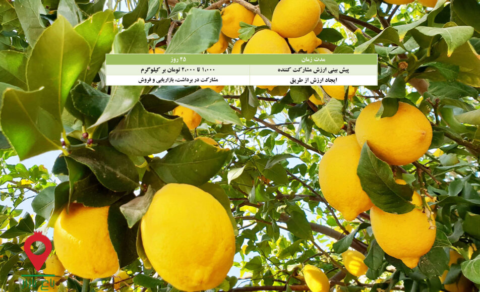 لیموسنگی جنوب- مشارکتی