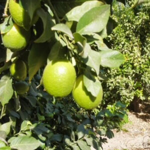 لیموسنگی جنوب- مشارکتی