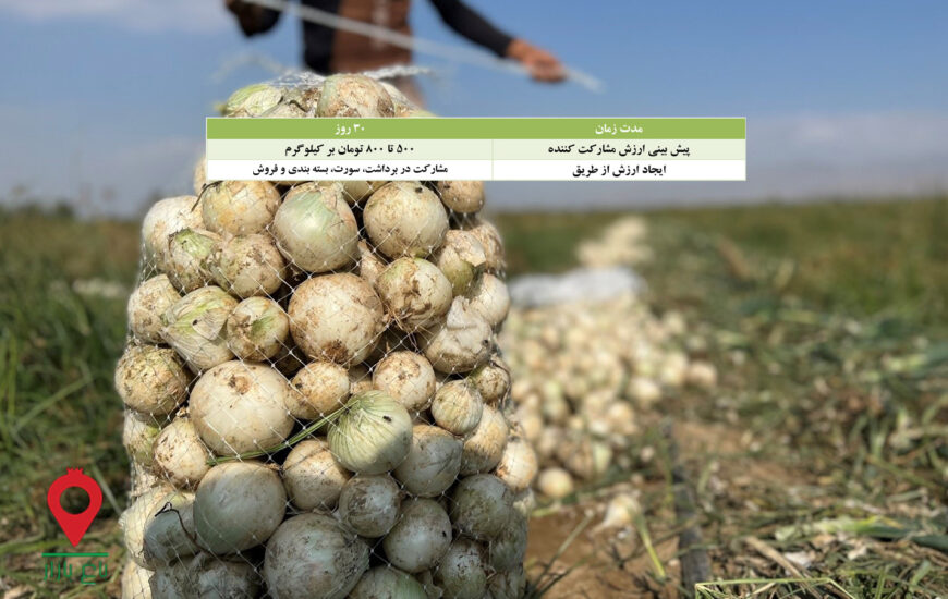 پیاز جیرفت- مشارکتی