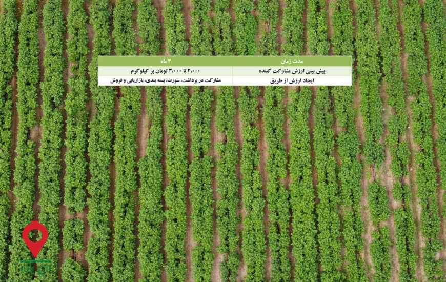 سیب زمینی جیرفت