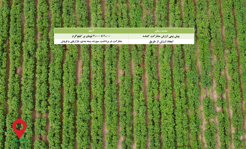 سیب زمینی جیرفت