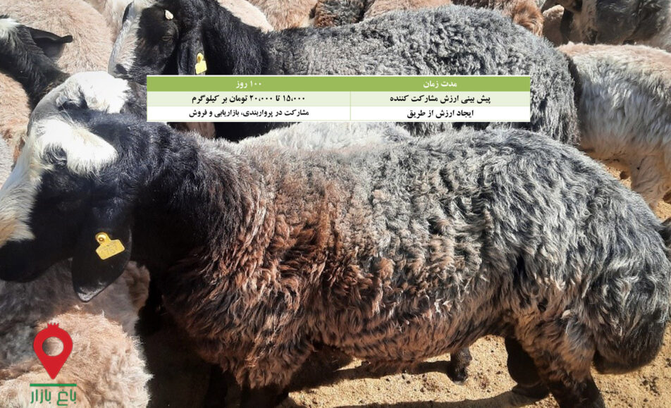 بره شال- مشارکتی