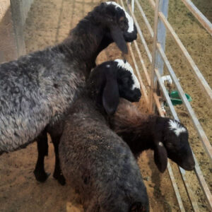 بره شال- مشارکتی