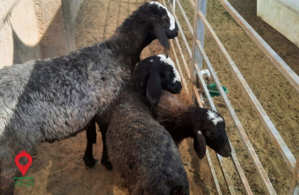 بره شال- مشارکتی بره شال- مشارکتی