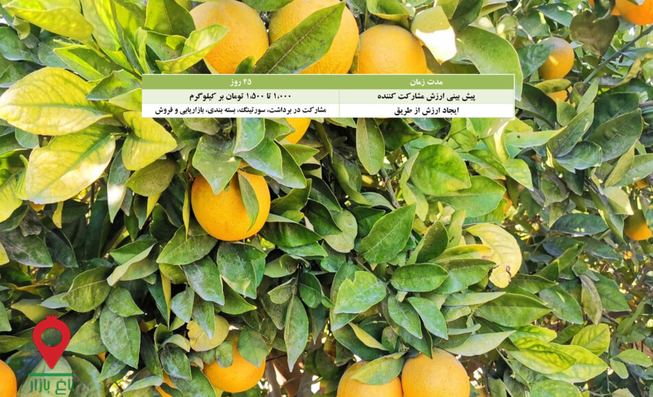 پرتقال والنسیا جیرفت