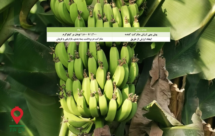 موز سیستان و بلوچستان- مشارکتی