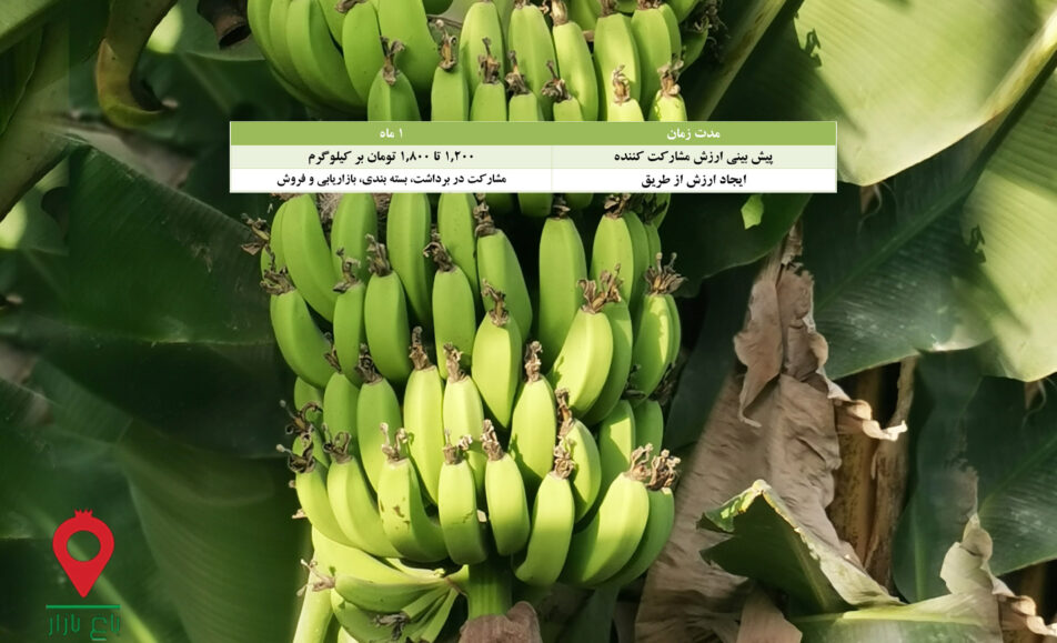 موز سیستان و بلوچستان- مشارکتی