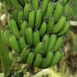 موز سیستان و بلوچستان- مشارکتی