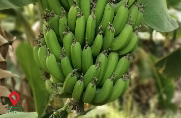 موز سیستان و بلوچستان- مشارکتی