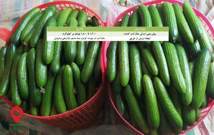 خیار گلخانه جیرفت- مشارکتی