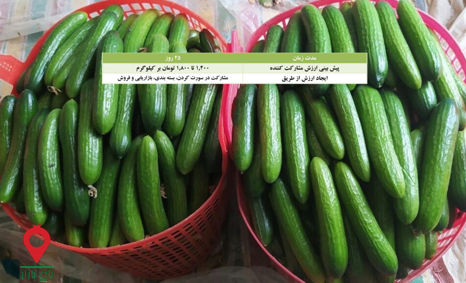 خیار گلخانه جیرفت- مشارکتی