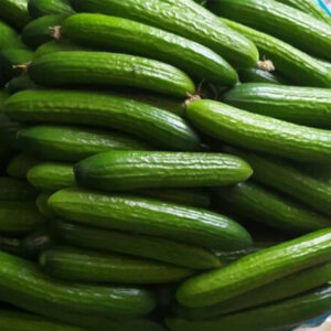 خیار گلخانه جیرفت- مشارکتی