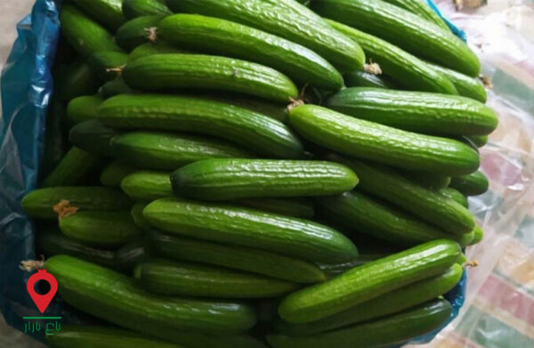 خیار گلخانه جیرفت- مشارکتی خیار گلخانه جیرفت- مشارکتی