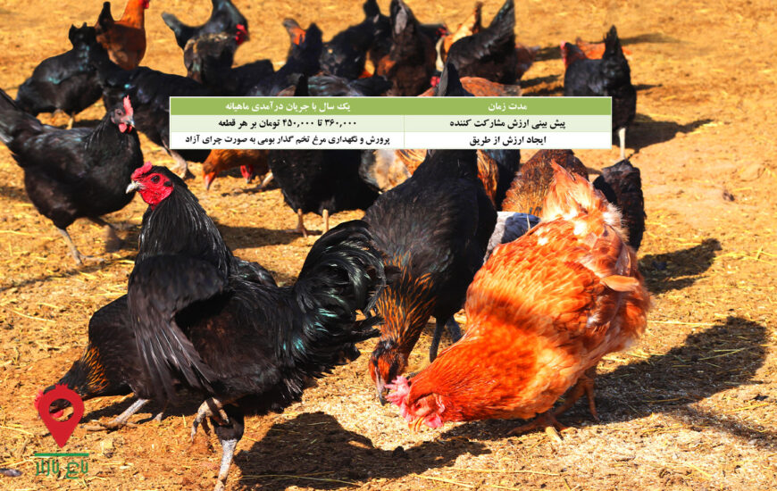 مرغ و تخم مرغ بومی چرای آزاد- مشارکتی