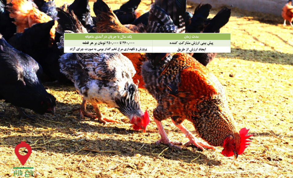 مرغ و تخم مرغ بومی چرای آزاد- مشارکتی