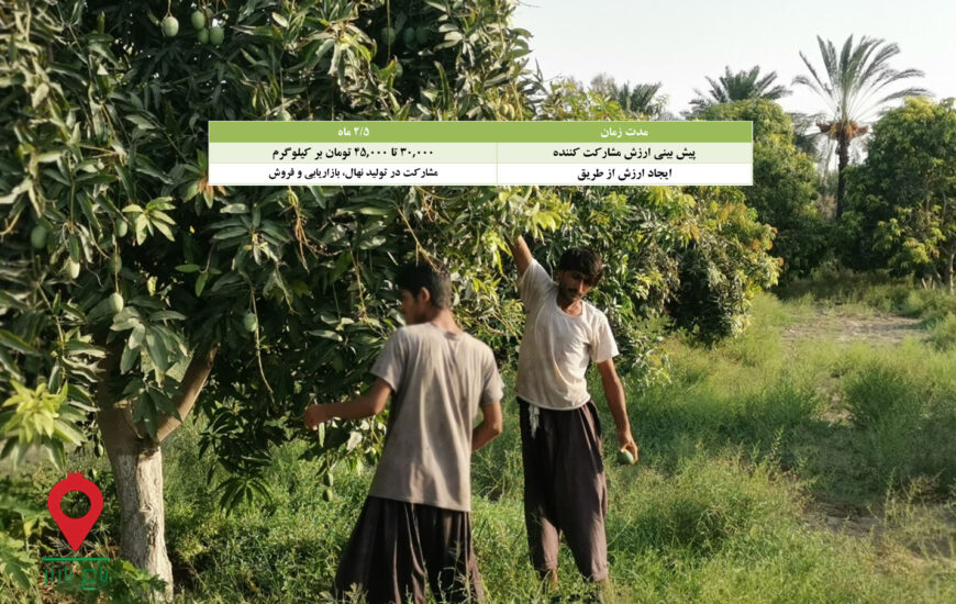 باغ بازار مشارکتی نهال انبه