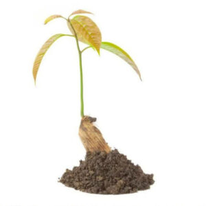 باغ بازار مشارکتی نهال انبه