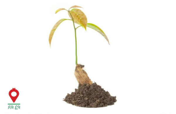 باغ بازار مشارکتی نهال انبه باغ بازار مشارکتی نهال انبه