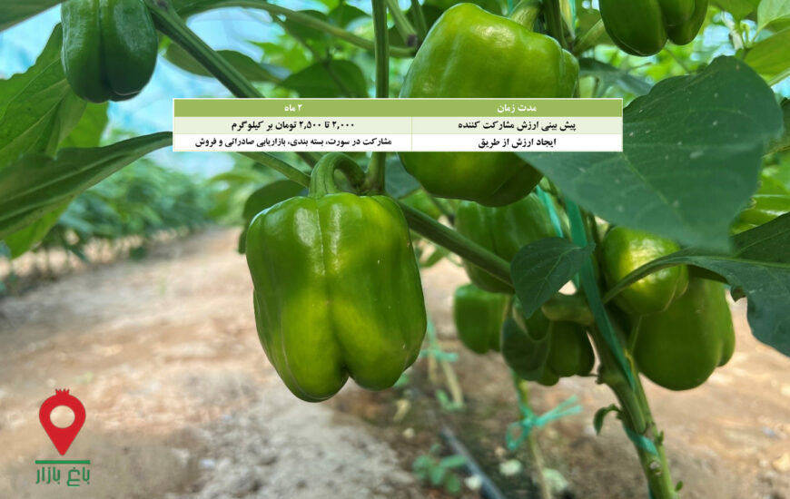 فلفل دلمه ای جیرفت- مشارکتی