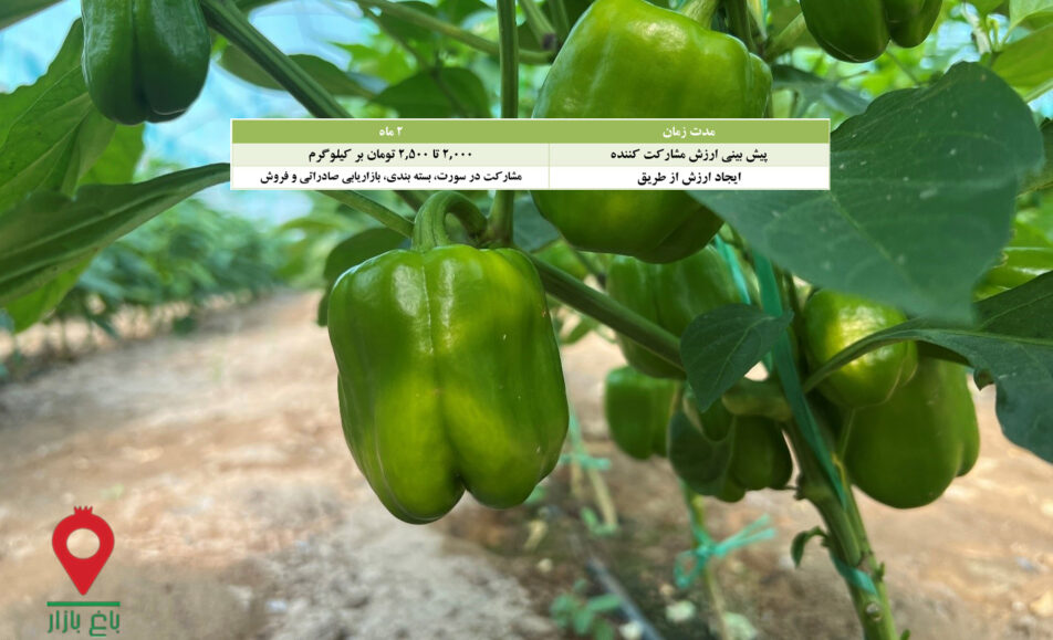 فلفل دلمه ای جیرفت- مشارکتی