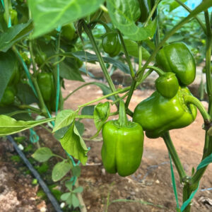 فلفل دلمه ای جیرفت- مشارکتی