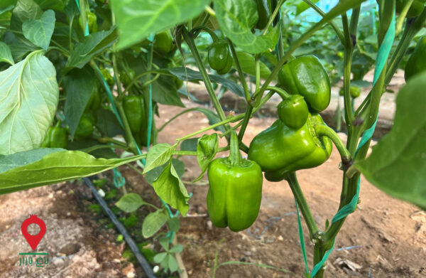 فلفل دلمه ای جیرفت- مشارکتی فلفل دلمه ای جیرفت- مشارکتی