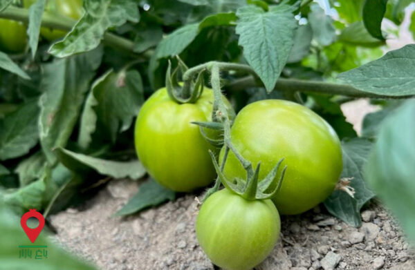 گوجه فرنگی بوته ای کرمان و هرمزگان- مشارکتی گوجه فرنگی بوته ای کرمان و هرمزگان- مشارکتی