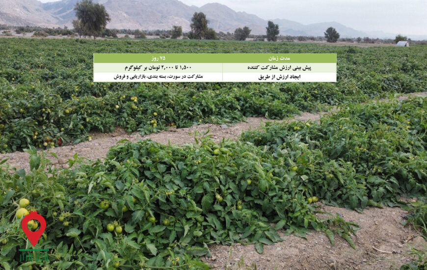 گوجه فرنگی بوته ای کرمان و هرمزگان- مشارکتی